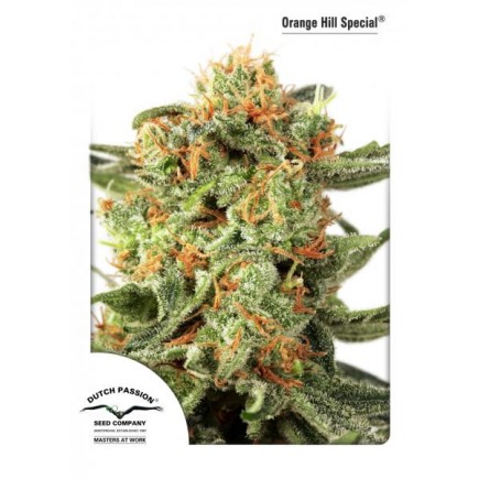 Orange Hill Special